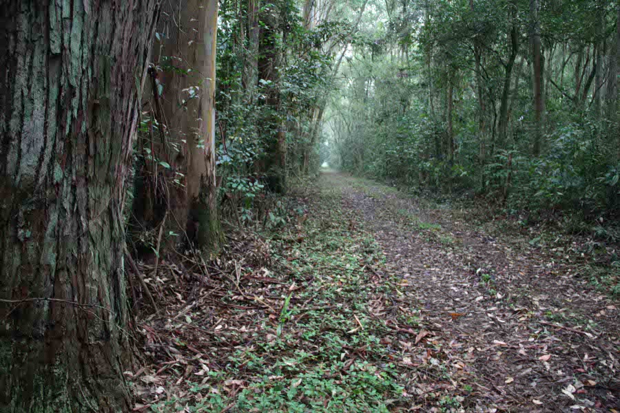 Floresta nacional de Lorena, um reservatório de Mata Atlântica, localizada entre a Serra do Mar e a Serra da Mantiqueira, em São Paulo[fotografo]ICMBio[/fotografo]