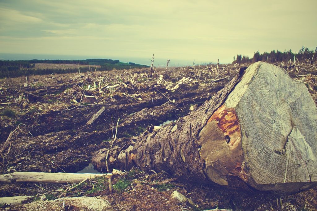 Lideranças mundiais prometem conter desmatamento até 2030