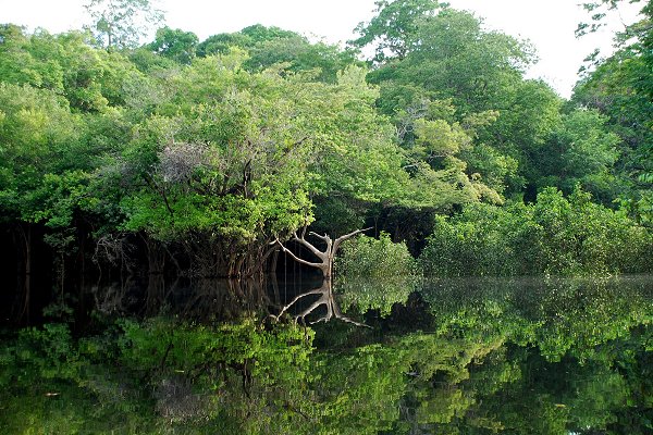 Floresta Amazônica no estado do Amazonas. [fotografo]LecomteB/Wikimedia Commons[/fotografo]