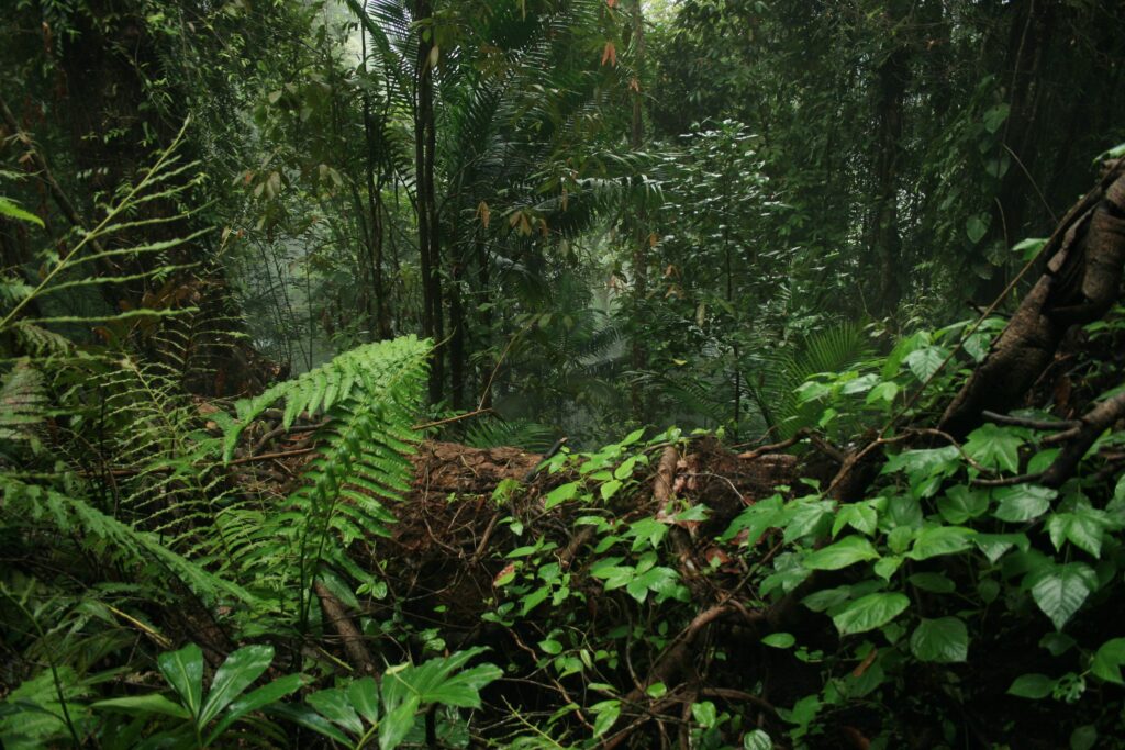 planeta-Floresta tropical e meio Ambiente: Foto: Adam Greig via Flickr