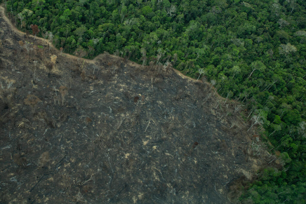 Detentor de 30% das florestas do mundo, Brasil beirou a metade do desmatamento mundial em 2022, perdendo 1,8 milhão de hectares de vegetação. Foto: Divulgação Greenpeace
