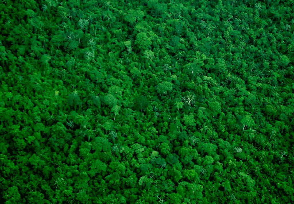 Amazônia. Floresta Amazônica. Foto: Ana Cotta via Flickr