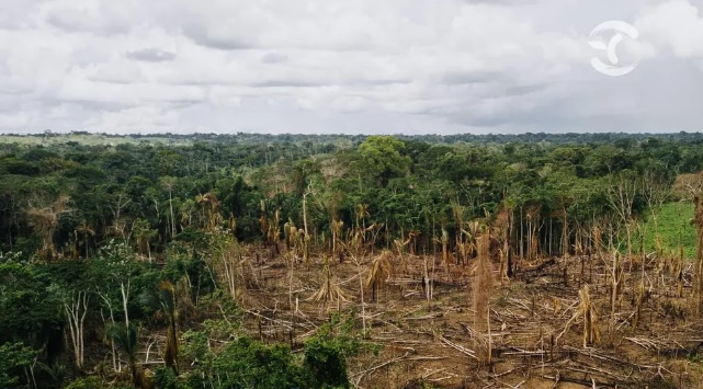 Projeto no Senado permite redução em até 50% da reserva legal em áreas protegidas pela Amazônia Legal Foto: SOS/Amazônia