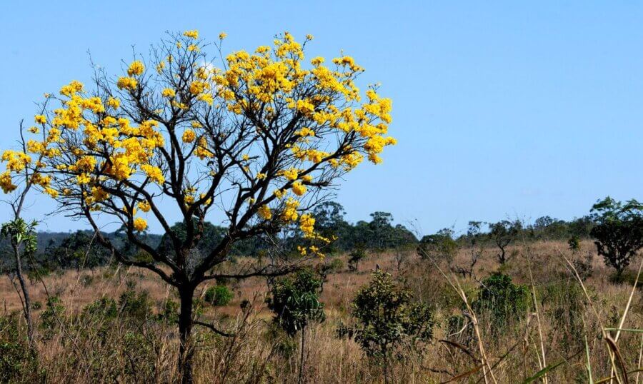 O Cerrado, segundo maior bioma do Brasil, teve 6.359 km2 de sua área derrubada entre agosto de 2022 e 31 de julho deste ano