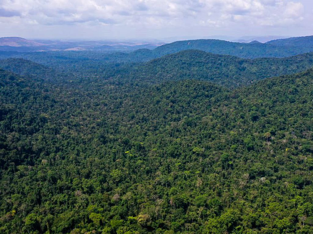 Vista aérea da Floresta Amazônica. Foto: TV Brasil
